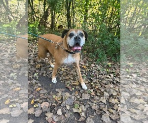 Boxer Dogs for adoption in Woodbury, MN, USA