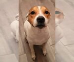 Small #1 Mutt