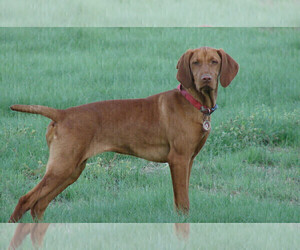 Mother of the Vizsla puppies born on 03/07/2024