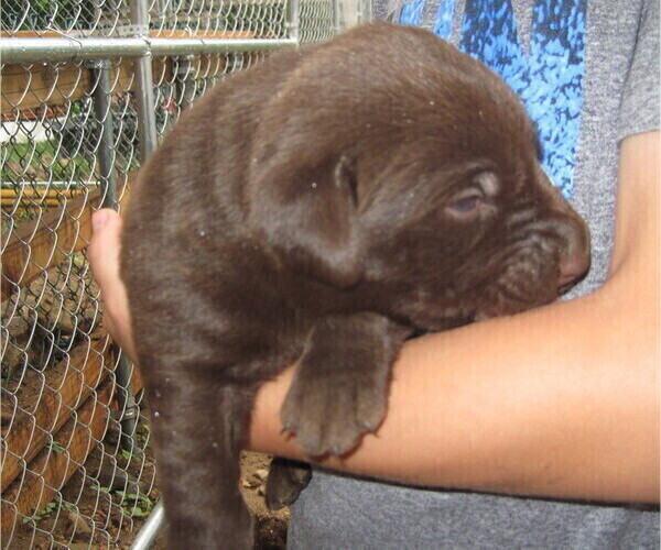 Medium Photo #5 Labrador Retriever Puppy For Sale in ATHOL, MA, USA