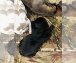 Small Photo #2 Great Dane Puppy For Sale in DEVINE, TX, USA