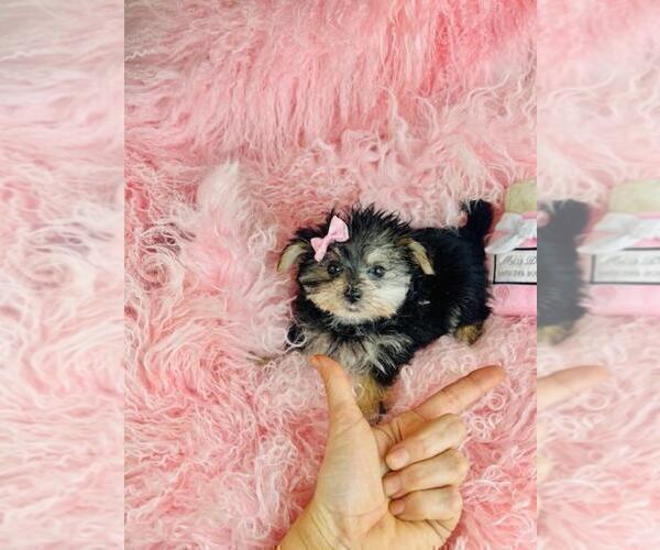 Medium Photo #20 Morkie Puppy For Sale in TAMPA, FL, USA