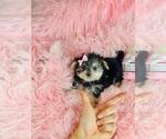 Small #19 Morkie