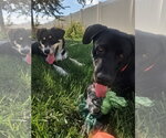 Small #7 Labrador Retriever Mix