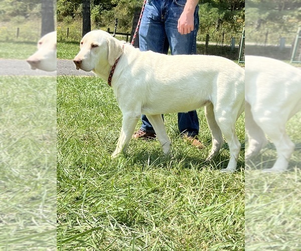 Medium Photo #1 Labrador Retriever Puppy For Sale in NEOLA, WV, USA