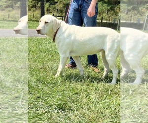Mother of the Labrador Retriever puppies born on 04/18/2026