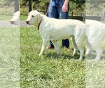 Small Photo #1 Labrador Retriever Puppy For Sale in NEOLA, WV, USA
