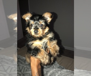 Yorkshire Terrier Puppy for sale in TOLEDO, OH, USA