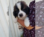 Small Photo #2 Saint Bernard Puppy For Sale in FRYTOWN, IA, USA