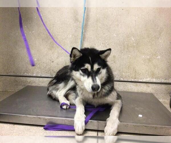 Medium Photo #1 Siberian Husky Puppy For Sale in Riverside, CA, USA