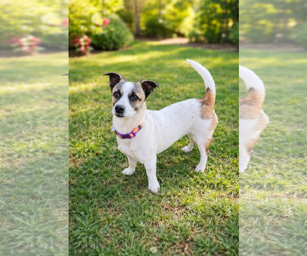 Medium Photo #2 Chihuahua Puppy For Sale in Menifee, CA, USA