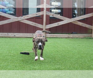 Hulk - Male Mutt Dog for Adoption - Photo #15