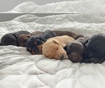 Small Miniature Labradoodle