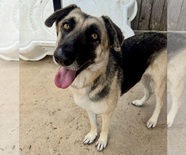 Medium Photo #6 Mutt Puppy For Sale in Houston, TX, USA