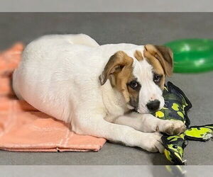 Boxador Dogs for adoption in Genesee, WI, USA