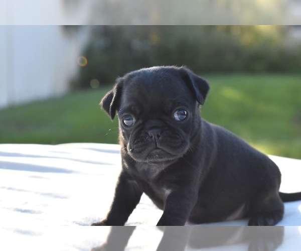 Medium Photo #2 Pug Puppy For Sale in PALM COAST, FL, USA