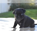 Small #1 Pug