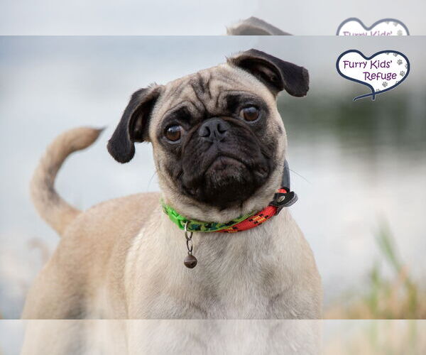 Medium Photo #1 Pug Puppy For Sale in Lee's Summit, MO, USA