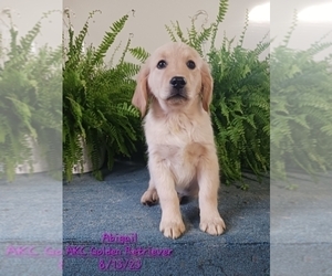 Golden Retriever Puppy for Sale in TOPEKA, Indiana USA