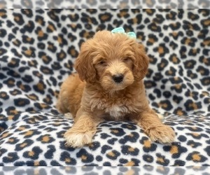 Goldendoodle-Poodle (Standard) Mix Puppy for sale in LAKELAND, FL, USA