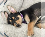 Small #1 Mutt