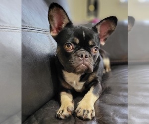 French Bulldog Puppy for sale in SAINT AUGUSTINE, FL, USA