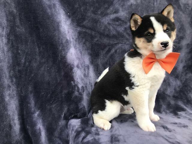 Medium Photo #15 Shiba Inu Puppy For Sale in ELDORA, PA, USA