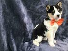 Small Photo #15 Shiba Inu Puppy For Sale in ELDORA, PA, USA