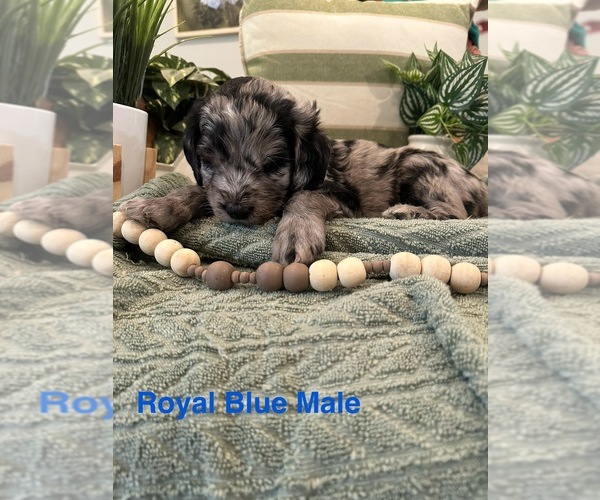 Medium Photo #15 Golden Mountain Doodle  Puppy For Sale in CHOUDRANT, LA, USA