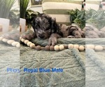 Small Photo #15 Golden Mountain Doodle  Puppy For Sale in CHOUDRANT, LA, USA