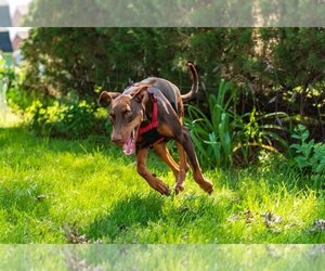 Reina - Forever Foster - Female Doberman Pinscher Dog for Adoption - Photo #5