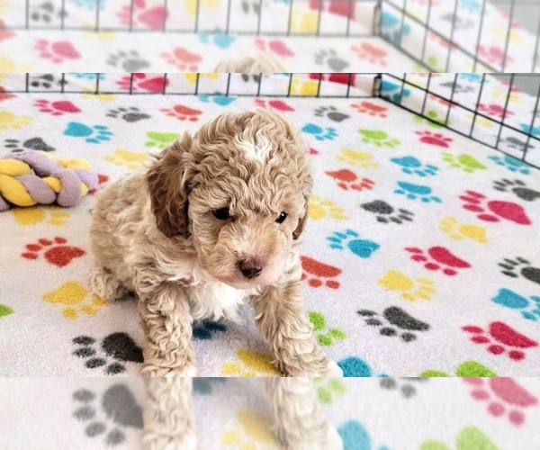 Medium Photo #8 Cock-A-Poo-Poodle (Miniature) Mix Puppy For Sale in ORO VALLEY, AZ, USA