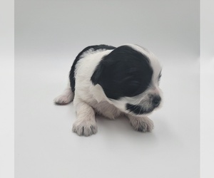 Shih Tzu Puppy for Sale in BARSTOW, California USA