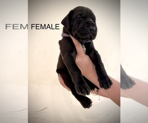 Medium Great Dane