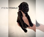 Puppy Violet Great Dane
