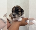 Small #12 Bernedoodle (Miniature)