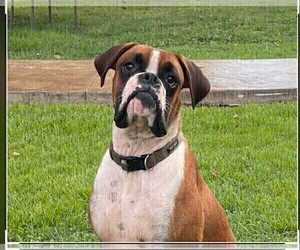 Father of the Boxer puppies born on 01/20/2022