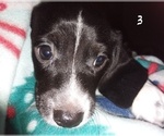 Small Photo #2 Dachshund Puppy For Sale in ELLIJAY, GA, USA