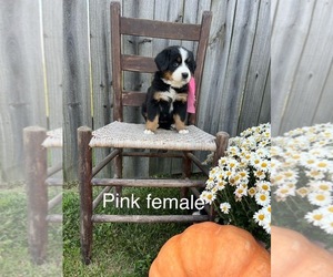 Bernese Mountain Dog Puppy for sale in SPENCER, IN, USA