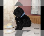 Small Photo #17 Poodle (Standard) Puppy For Sale in MUSKEGON, MI, USA