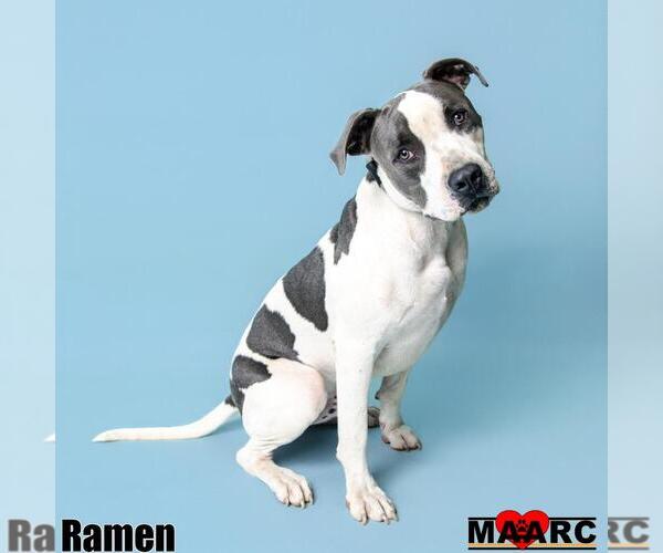 Medium Photo #5 American Pit Bull Terrier-Unknown Mix Puppy For Sale in Maryville, TN, USA