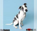 Small #4 American Pit Bull Terrier Mix