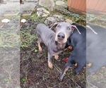 Small Photo #7 Doberman Pinscher Puppy For Sale in DAMASCUS, OR, USA