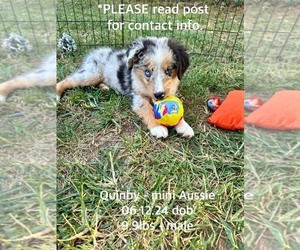 Miniature Australian Shepherd Puppy for Sale in CASSVILLE, Missouri USA