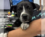 Small #2 Labrador Retriever Mix
