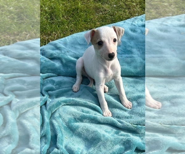 Medium Photo #1 Whippet Puppy For Sale in ONEIDA, TN, USA