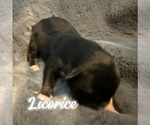 Puppy Licorice Australian Shepherd