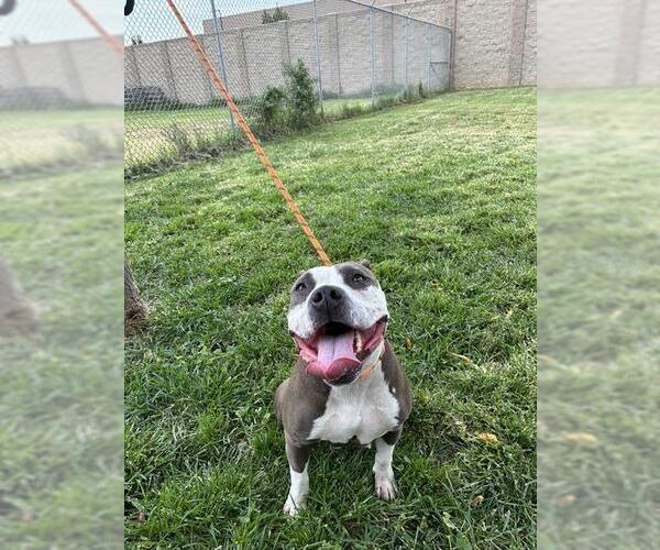 Medium Photo #2 American Pit Bull Terrier-Unknown Mix Puppy For Sale in Modesto, CA, USA