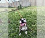 Small #1 American Pit Bull Terrier Mix