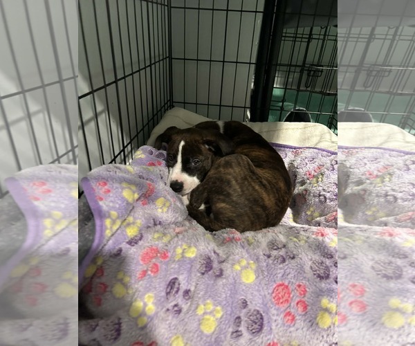 Medium Photo #1 Bogle Puppy For Sale in Mechanicsburg, PA, USA